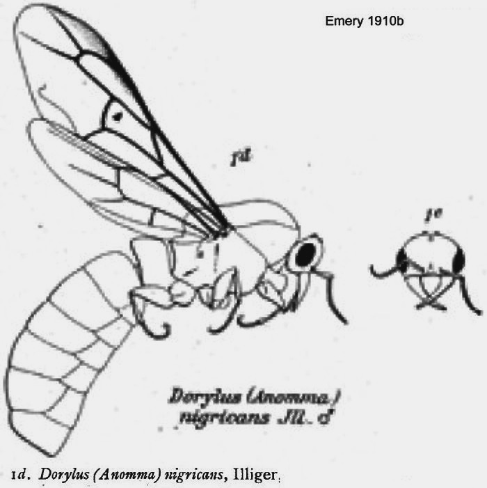 {Dorylus burmeisteri male}