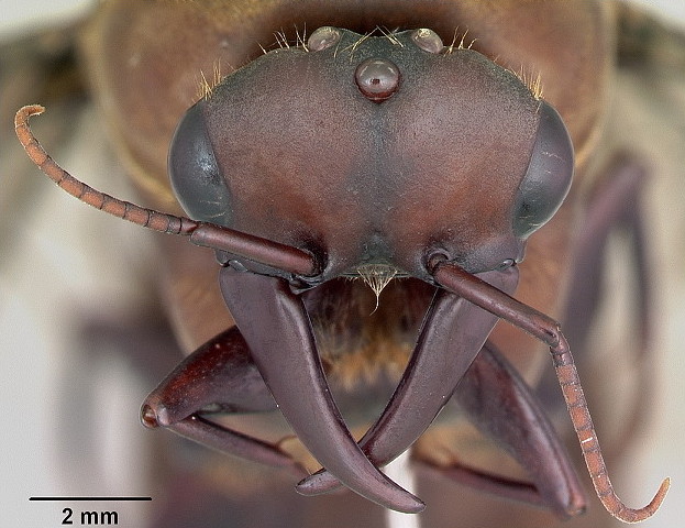 {Dorylus burmeisteri ? male head}