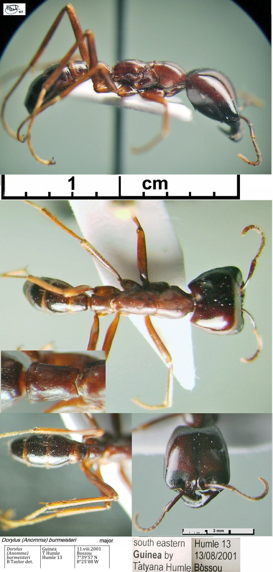{Dorylus burmeisteri major}