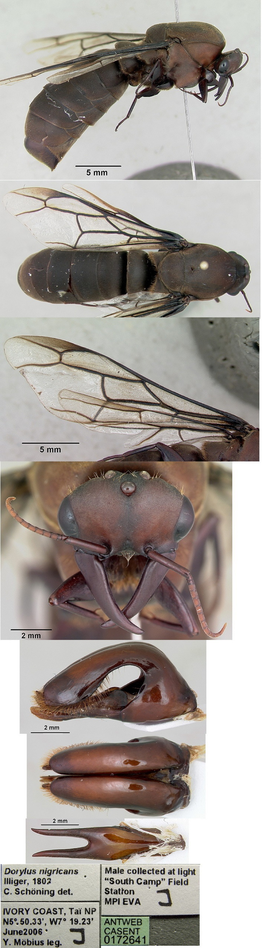 {Dorylus burmeisteri male}