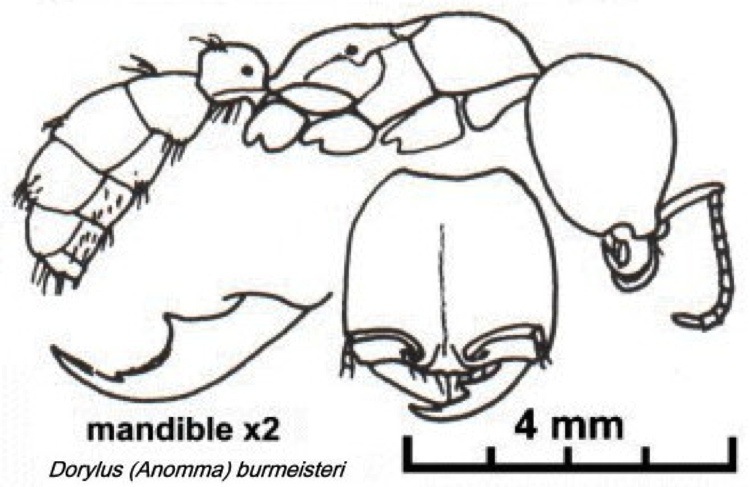 {Dorylus burmeisteri Nigeria specimen}