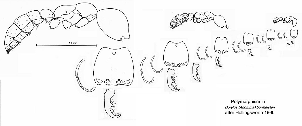 {Dorylus burmeisteri polymorphism}