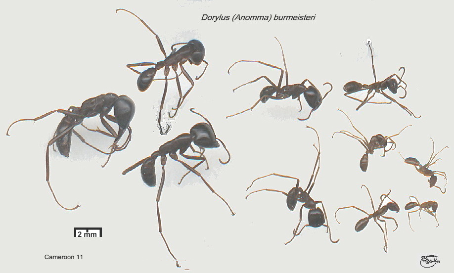 {Dorylus burmeisteri polymorphism}