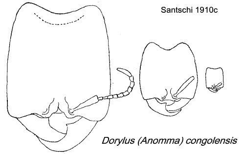 {Dorylus (Anomma) congolensis}