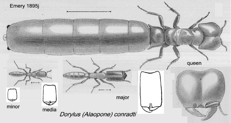 {Dorylus (Alaopone) conradti)}