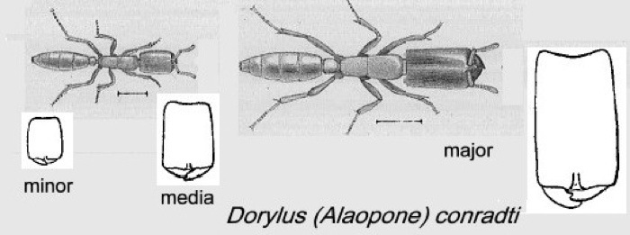 {Dorylus conradti workers}