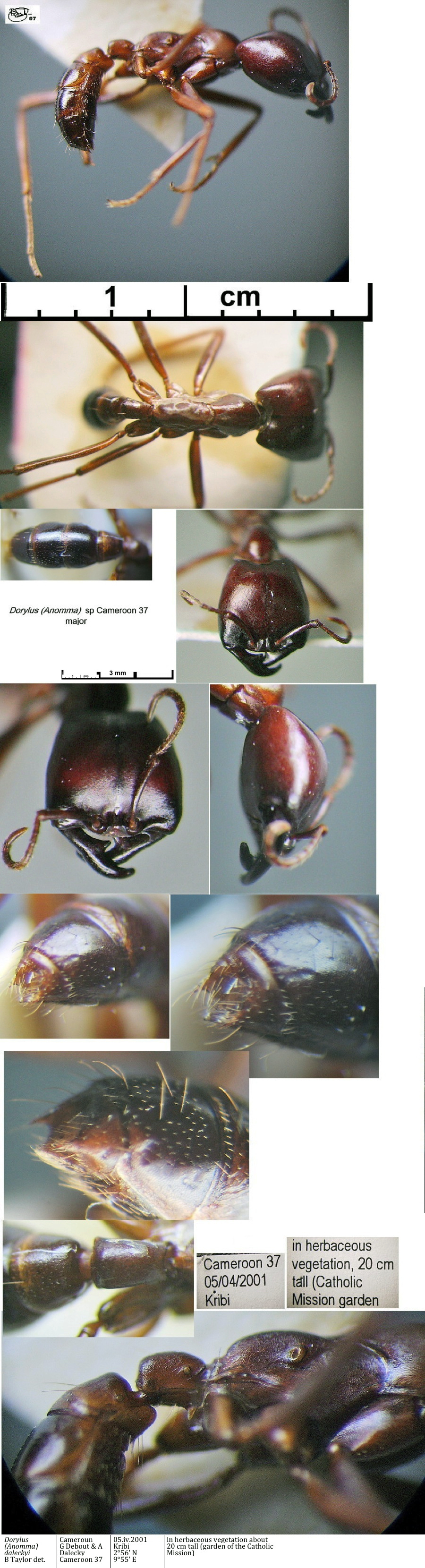 {Dorylus sp Cameroon 37 major}