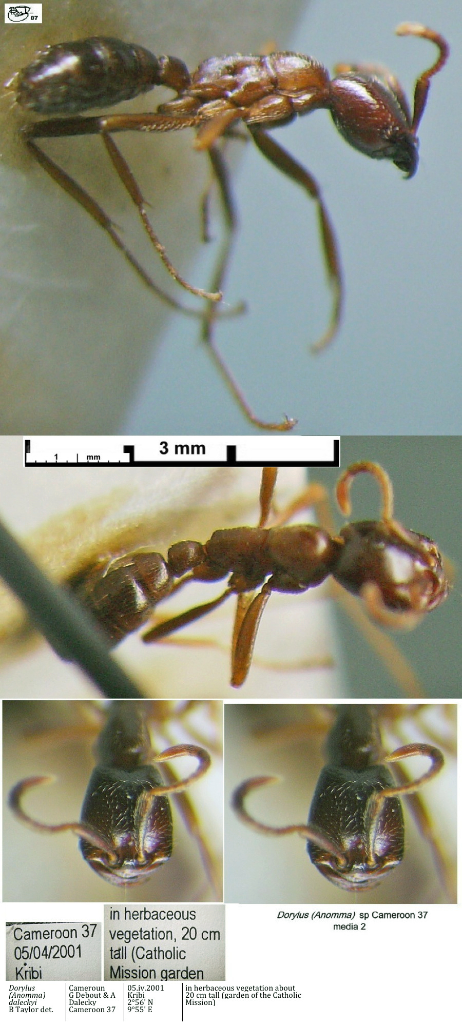{Dorylus sp Cameroon 37 media 2}