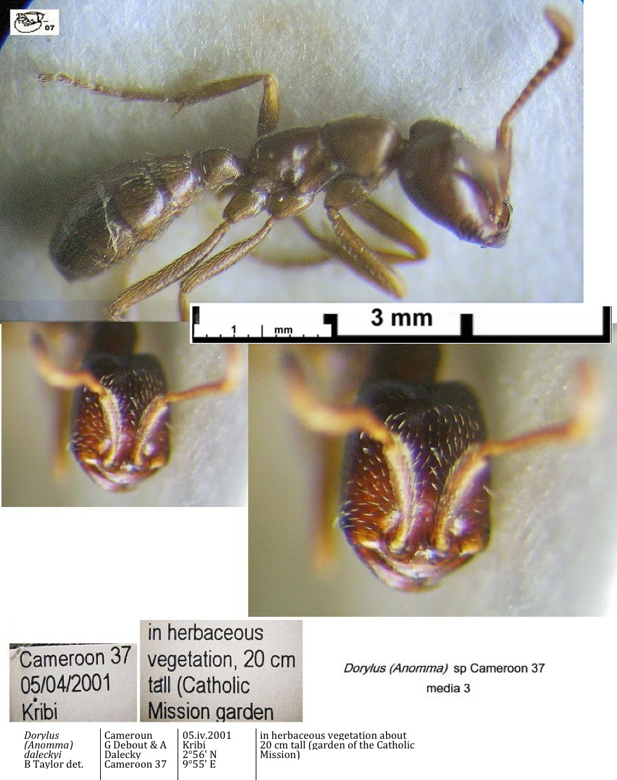 {Dorylus sp Cameroon 37 media 3}