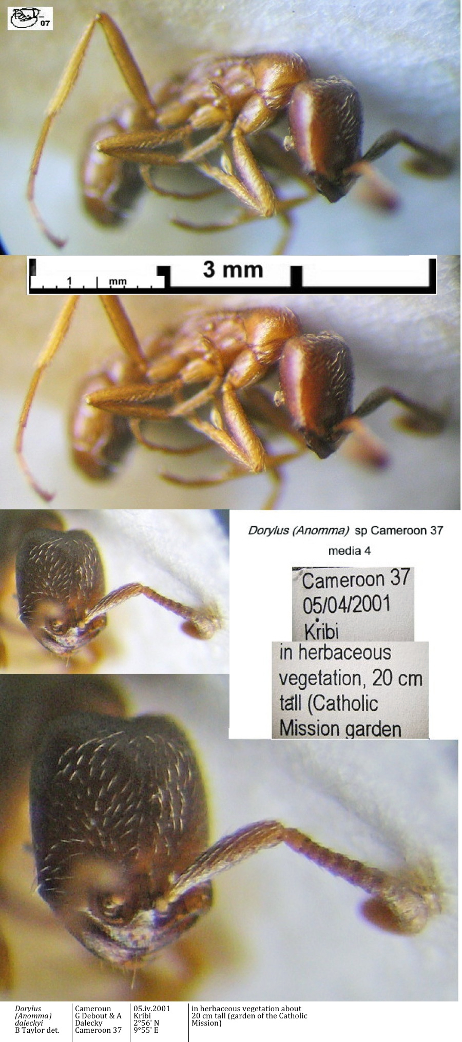 {Dorylus sp Cameroon 37 media 4}