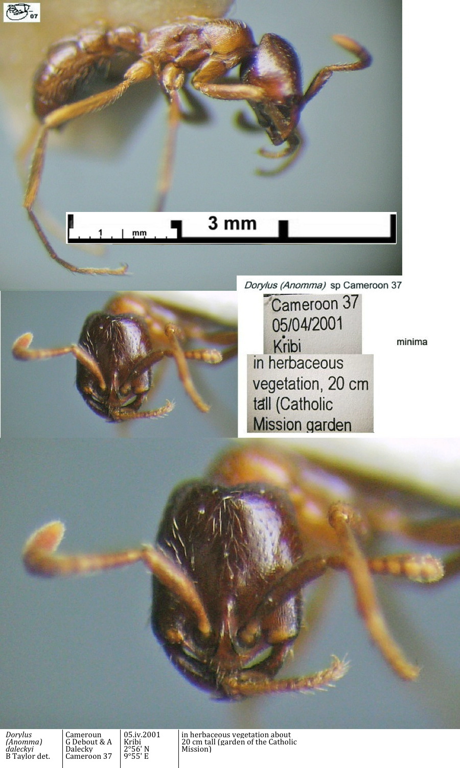 {Dorylus sp Cameroon 37 minima}