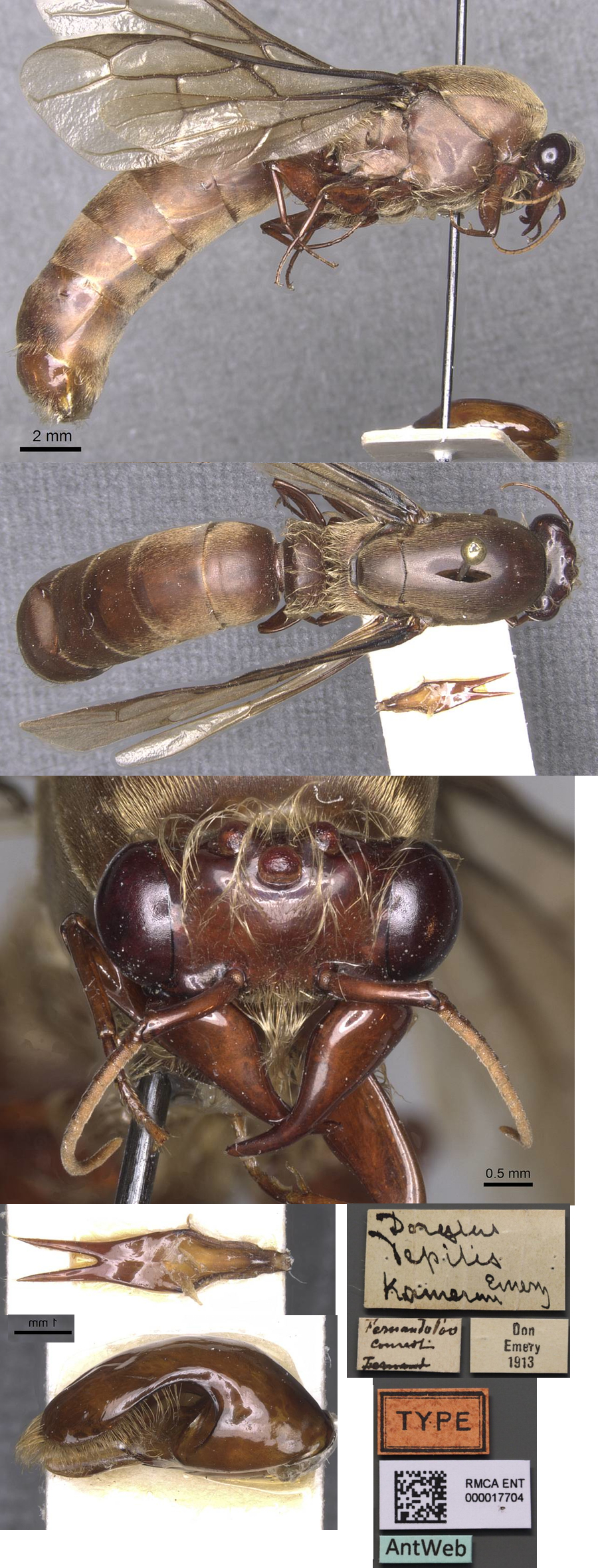 Dorylus depilis male