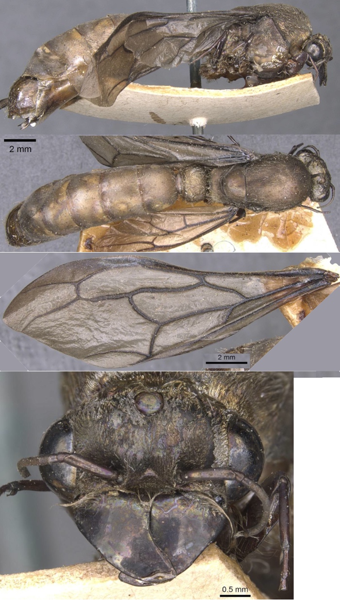 {Dorylus diadema male profile}