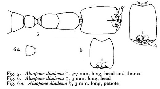 {Dorylus diadema arnoldi}