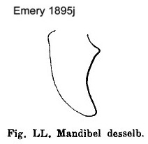 {Dorylus diadema male mandible}