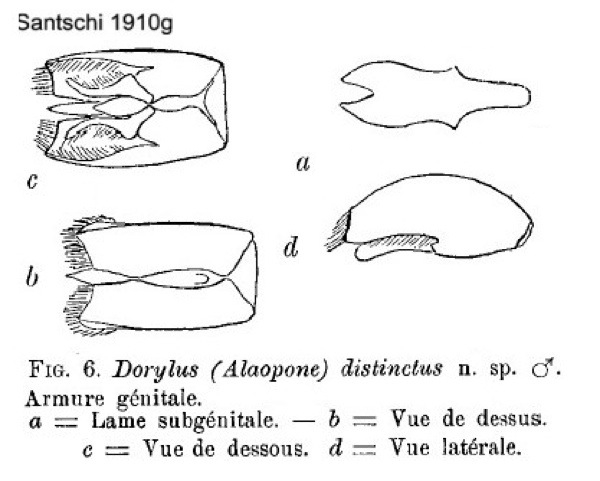 {Dolylus distinctus male genitalia}