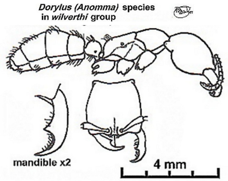 {Dorylus emeryi major}