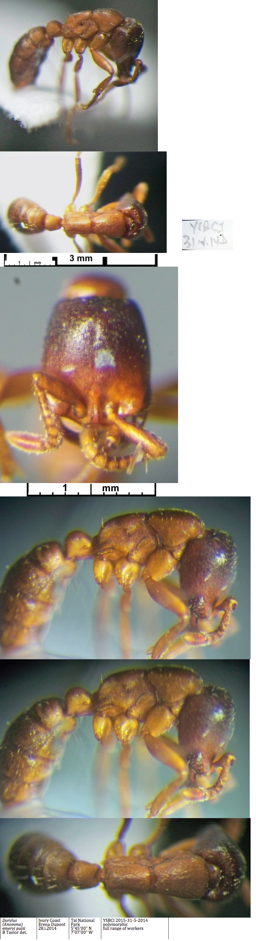 {Dorylus (Anomma) emeryi polymorphism