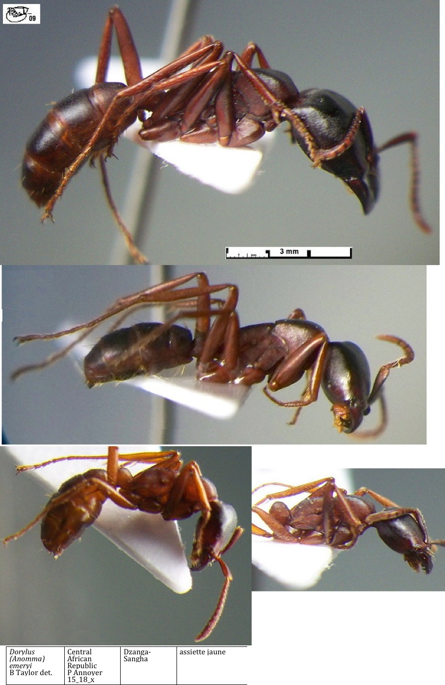 {Dorylus (Anomma) emeryi polymorphism