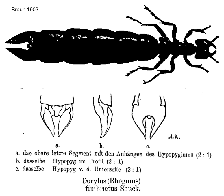 {Dorylus (Rhogmus) fimbriatus}