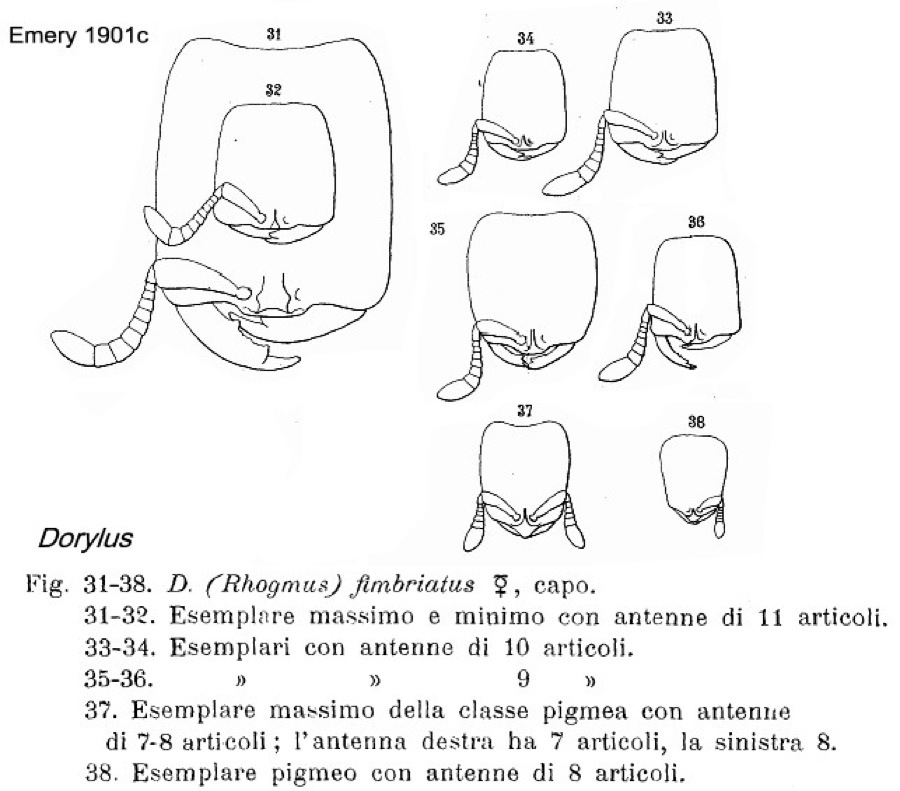 {Dorylus (Rhogmus) fimbriatus}