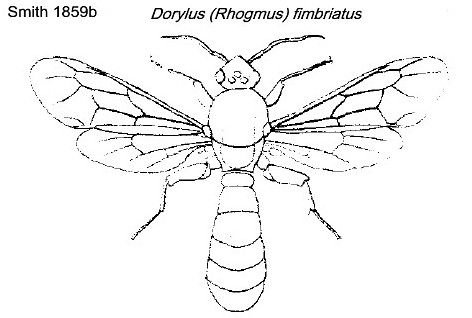 {Dorylus fimbriatus}