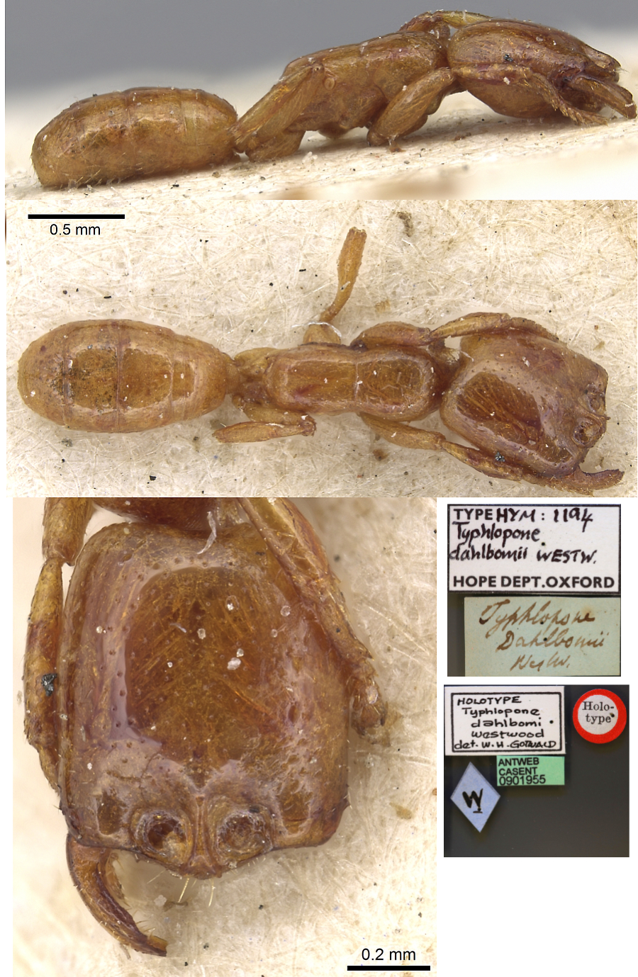 {Dorylus dahlbomi holotype worker}