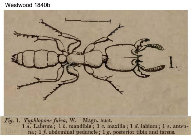 {Dorylus fulvus worker}