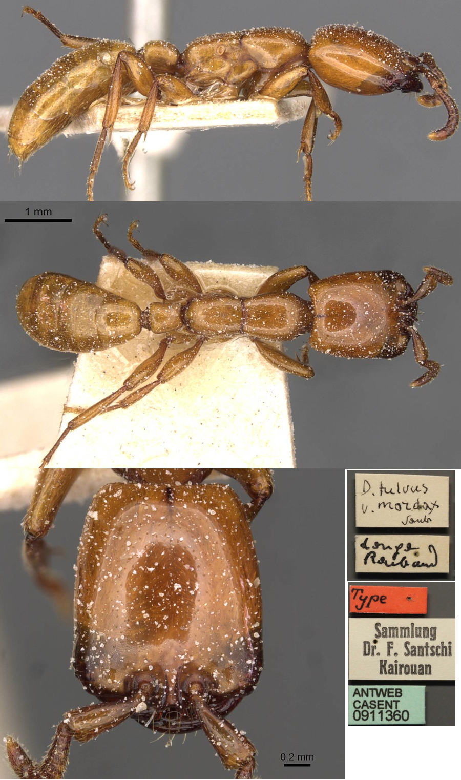 {Dorylus mordax holotype worker}