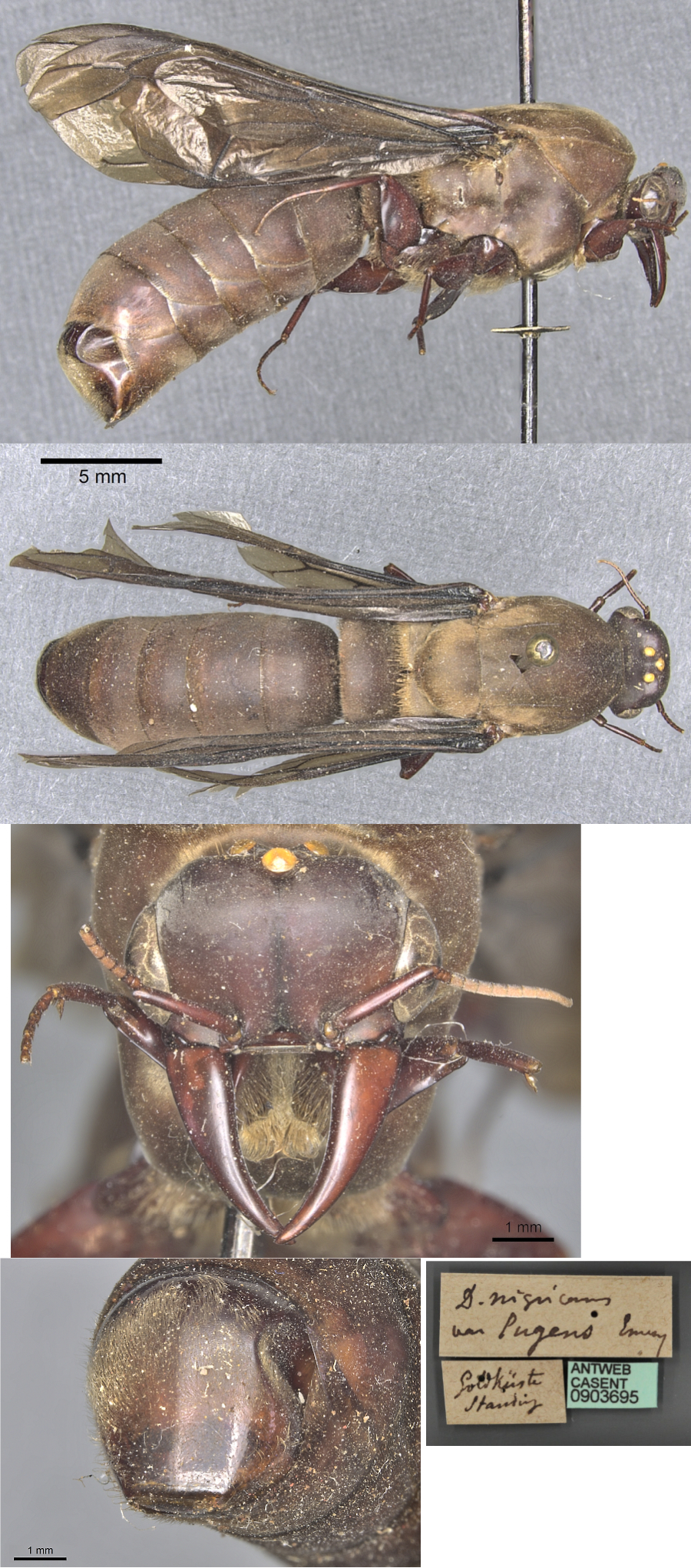 Dorylus funereus male