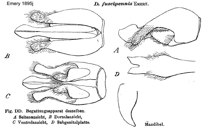 {Dorylus fuscipennis male}