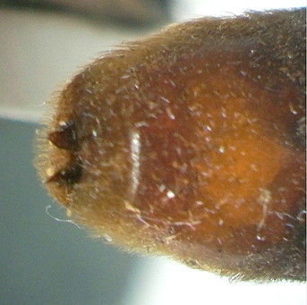 {Dorylus fuscipennis male pygidium}