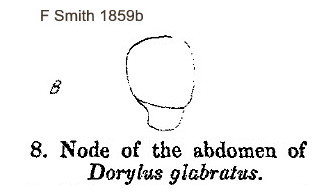 {Dorylus glabratus petiole}