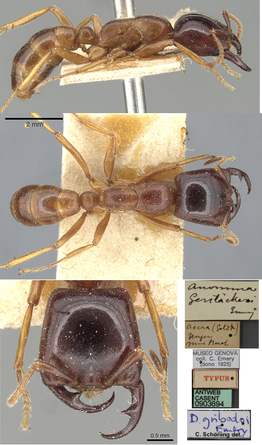 Dorylus gerstaeckeri