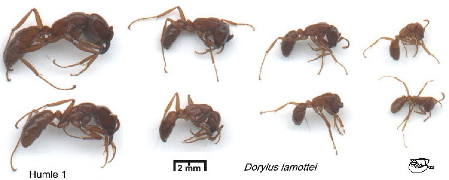 {Dorylus lamottei polymorphism}