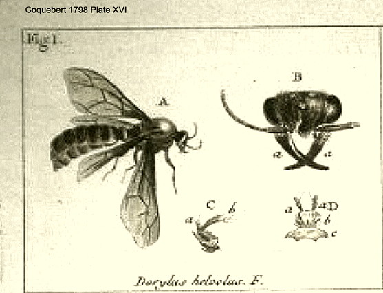 {Dorykus helvolus male}