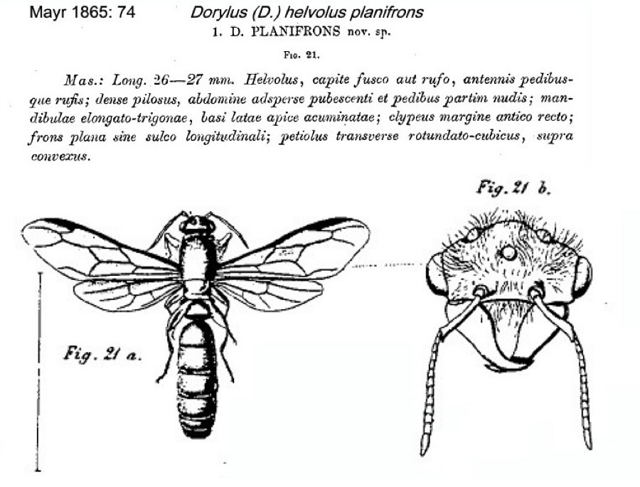 {Dorylus helvolus male}