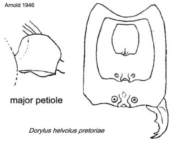 {Dorylus helvolus pretoriae}