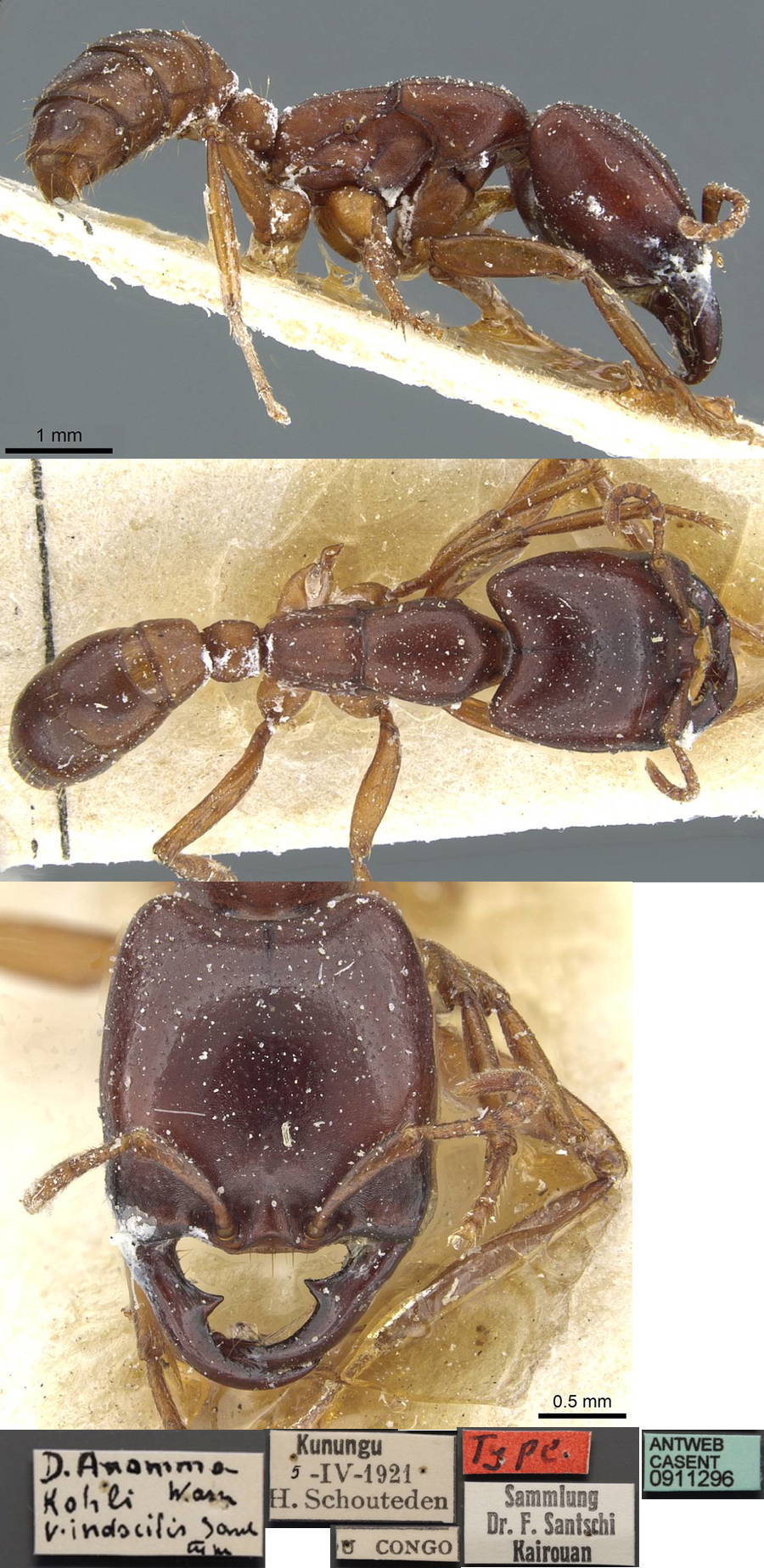 {Dorylus indocilis type)