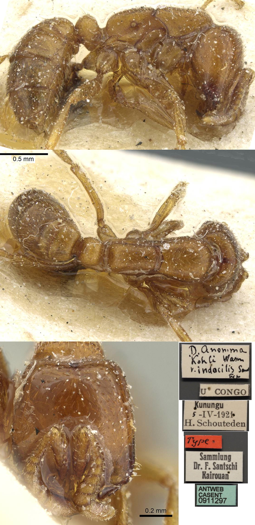 {Dorylus indocilis type)