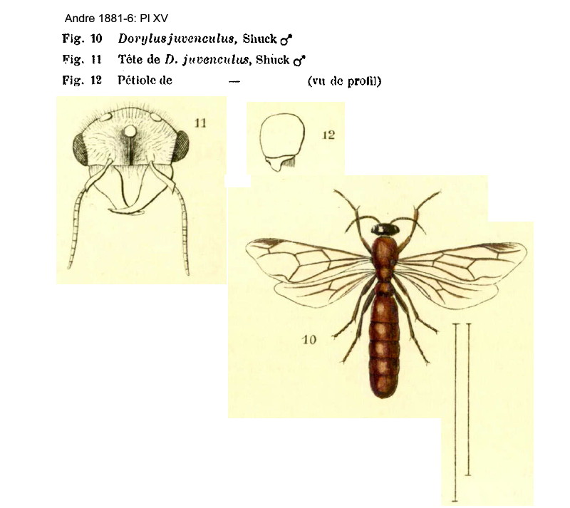 {Dorylus juvenculus male}