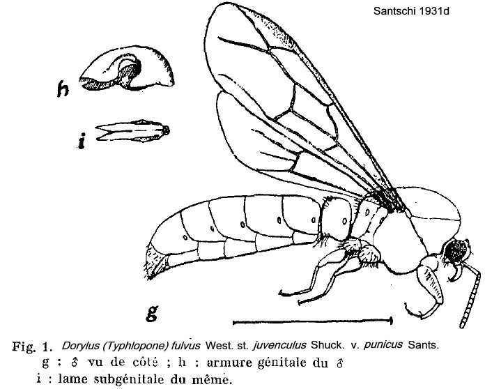 {Dorylus juvenculus punicus male}