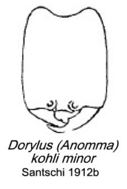 {Dorylus (Anomma) kohli minor}