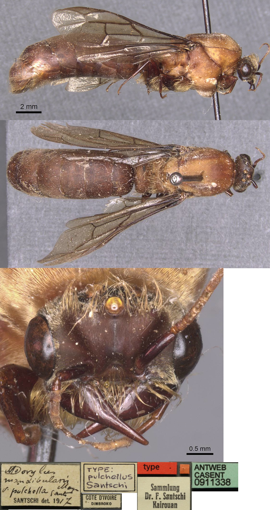 {Dorylus mandibularis pulchellus holotype male}