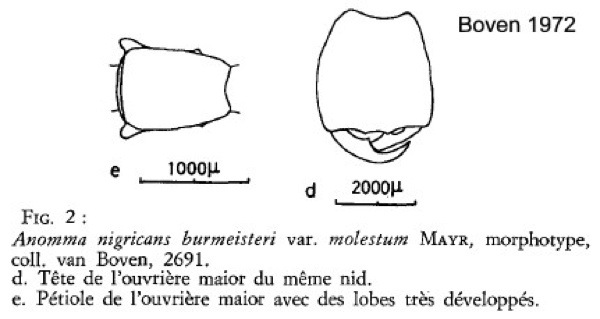 {Dorylus molestus}