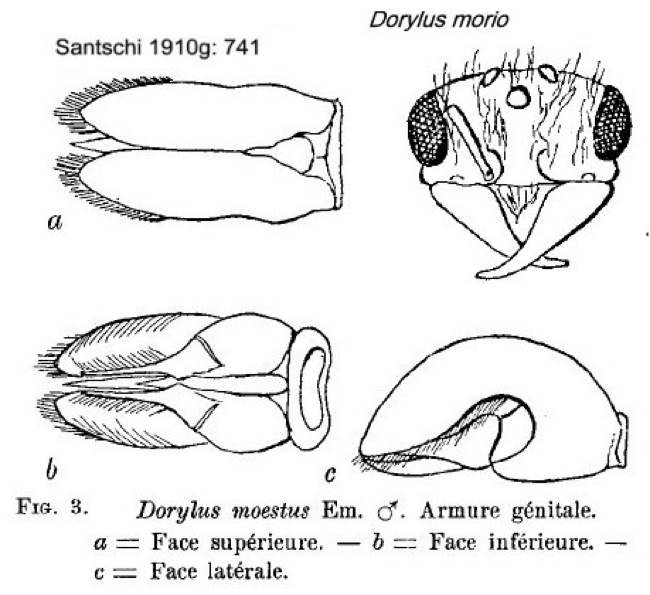 {Dorylus morior}