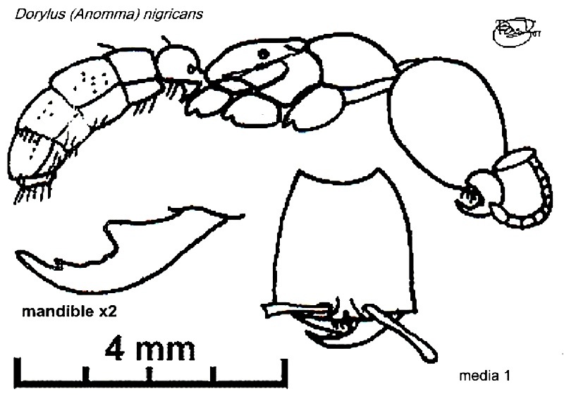 {Dorylus nigricans media}