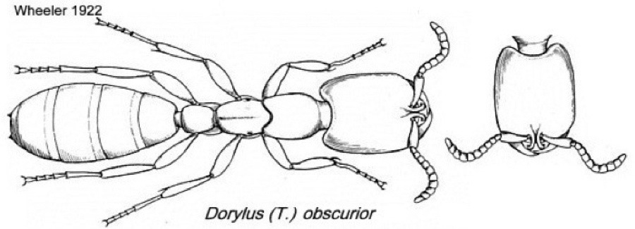 {Dorylus obscurior}