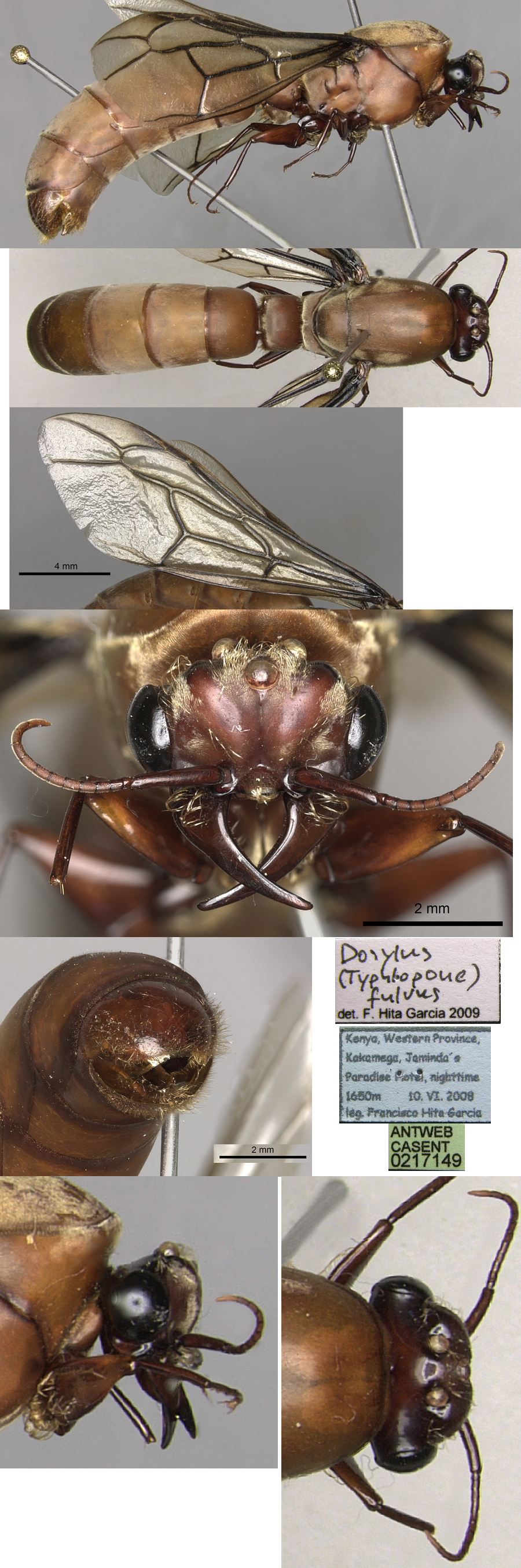 {Dorylus obscurior male}