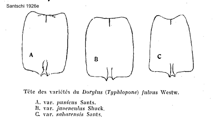 Dorylus crosi and saharensis